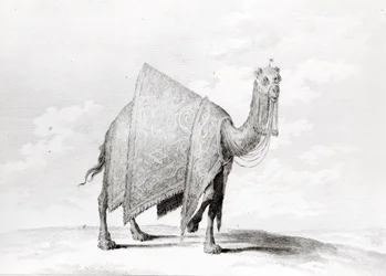 Camello